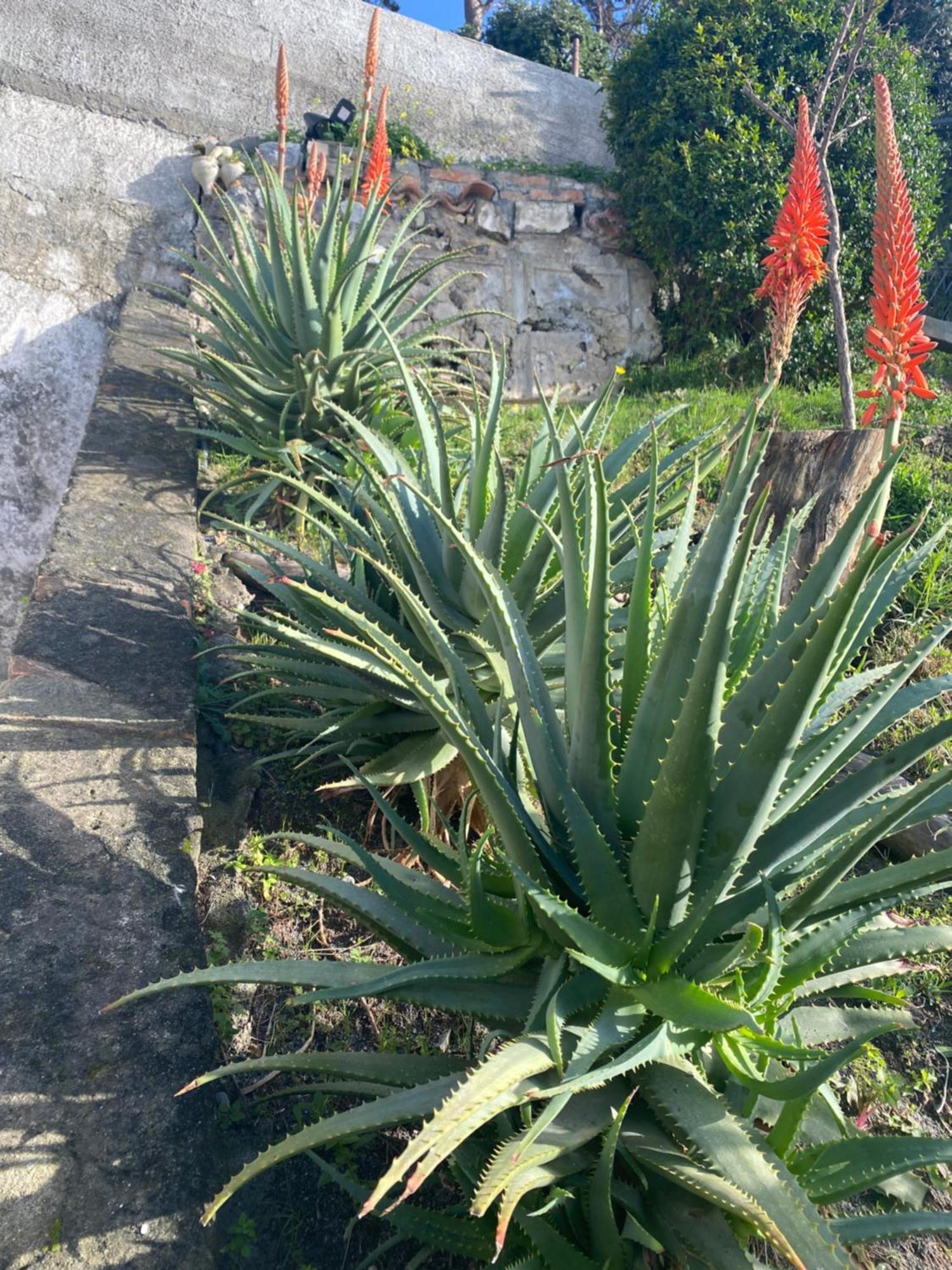 B&B Villa La Petra San Nicola Arcella Dış mekan fotoğraf